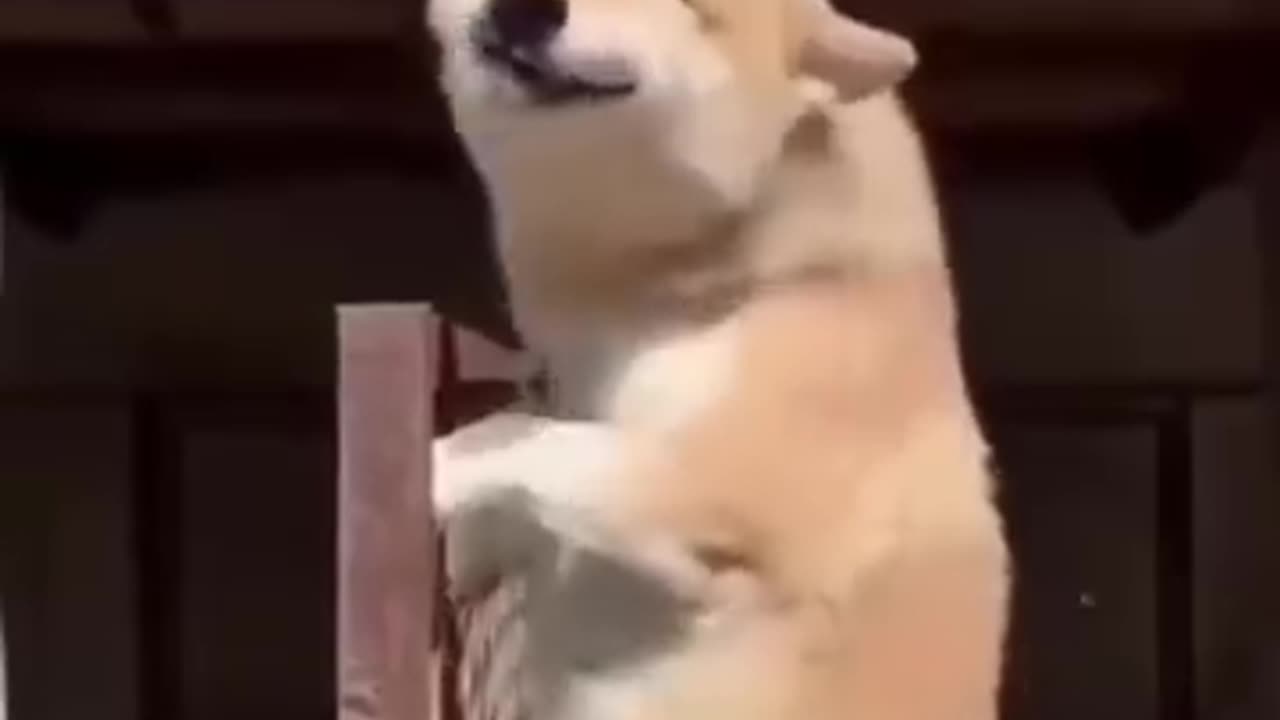 Dog smile 😁