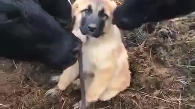 Dog with cow having great friendship among them