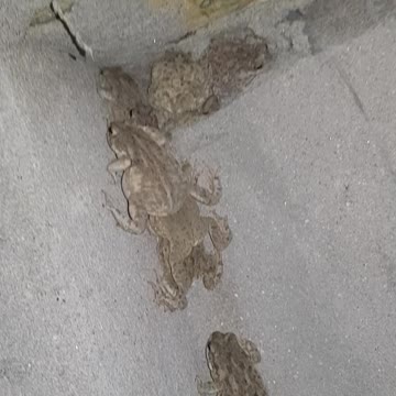 Frogs found a place to hide. Climbed the wall