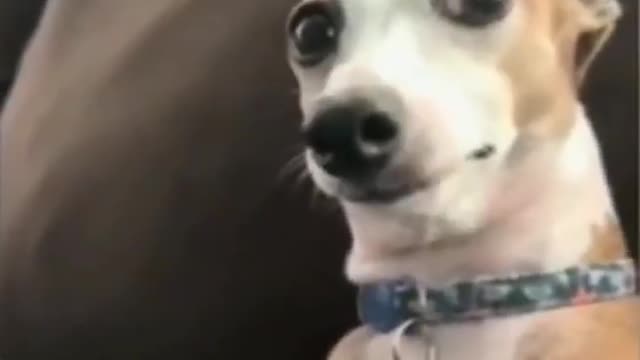 Funny cat and dog