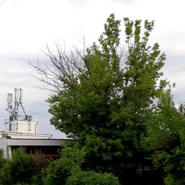 Piata Talmaciu, copac afectat , radiatie radiofrecventa