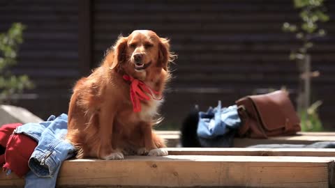 Dogs with their owners at the backyard pet party