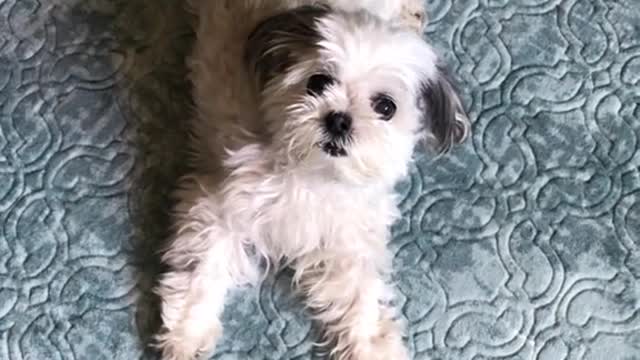 Cutest thing I’ve ever seen