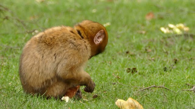 Cute Baby Monkey Eating Food and realxing in gardan