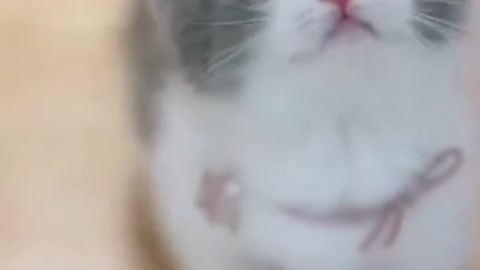 Cute cat video