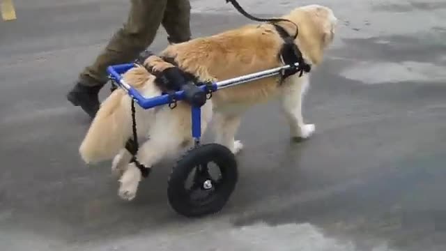 Dog walks in a Walkin' Wheels Wheelchair for the first time in months