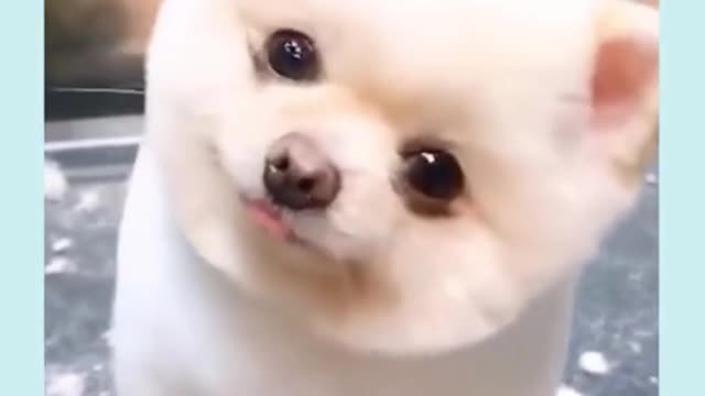 Cute Puppies 😍 and Cute Funny and Smart Dogs Compilation video
