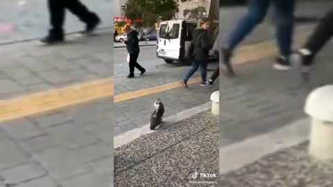 🤣 Animales Graciosos que Curan tu Depresión 🐱🐶 Perros y Gatos Mejorarán tu Animo