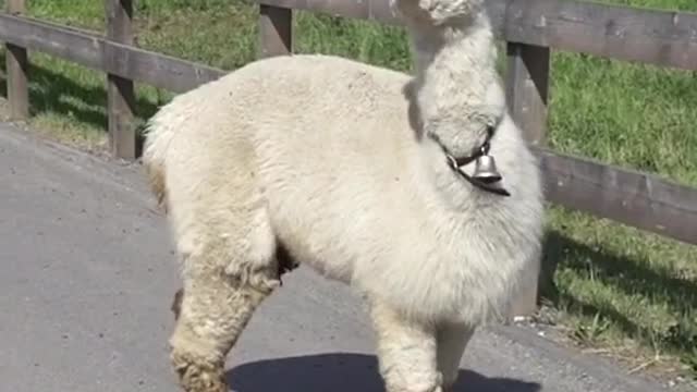 love lamas🙌