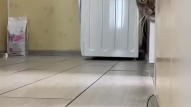 Cute cat afraid by seeing the camera