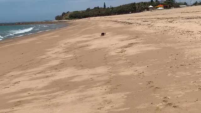 Dog tries running with big stick, ends up pole vaulting himself