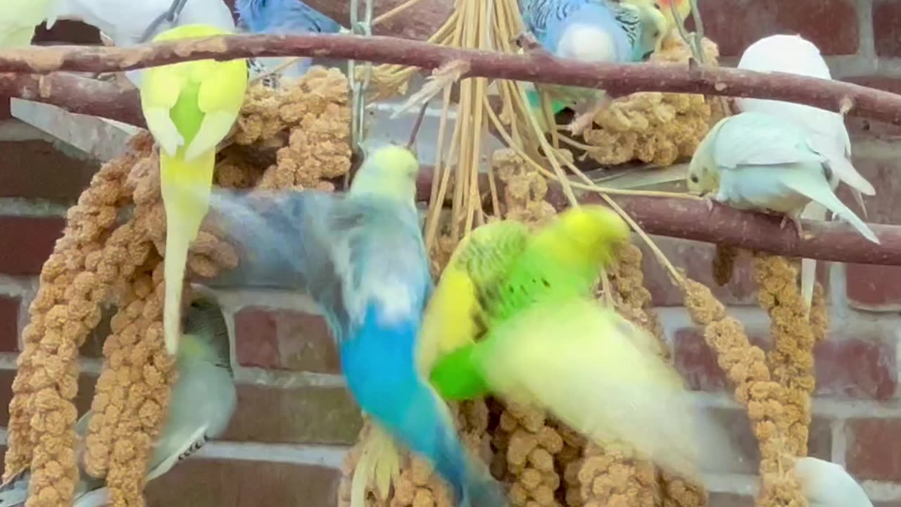 budgie birds in aviary