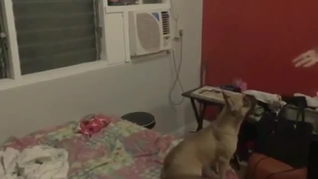 Penny Flies