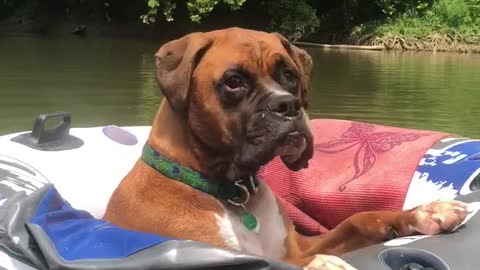 Dog Relaxes While Floating the River