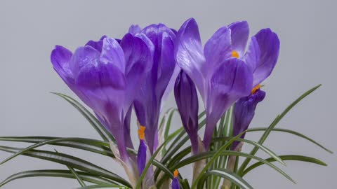 CROCUS, FLOWERS