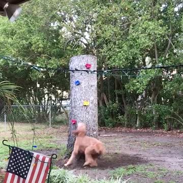 Dog And Squirrel Engage In Epic Race Around The Tree