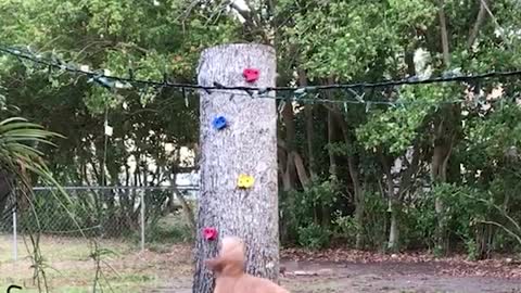 Dog And Squirrel Engage In Epic Race Around The Tree