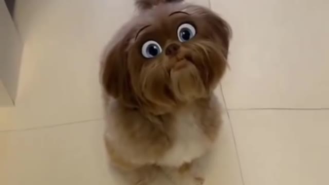 Dog with Snapchat Filters Cute Shitzu Shitzu youtubeshorts adorablePets viralfunnypets Cute Pets