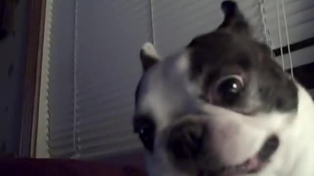 Boston Terrier dog likes his belly tickled! Funny face ~ CUTE!