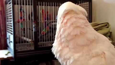 Cockatoo Makes Funny Sound