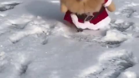 This dog played Santa and ran over