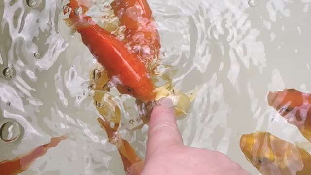 The fish are very hungry and eat their fingers