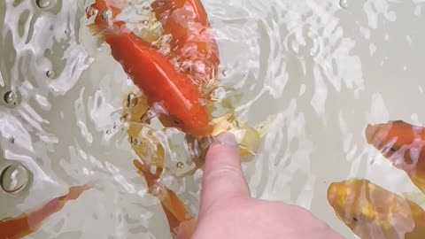 The fish are very hungry and eat their fingers