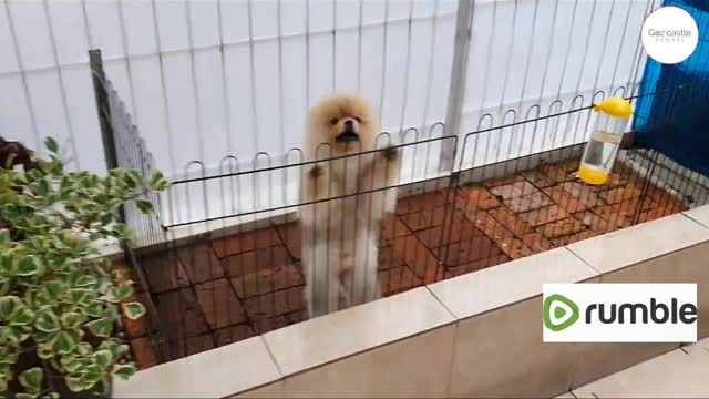 Cute pets dog