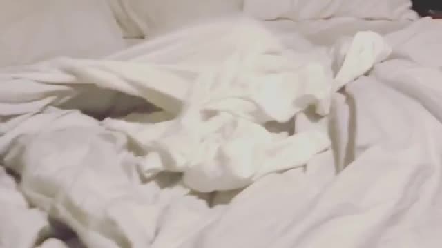 Small white dog hides under bed sheet and emerges from it