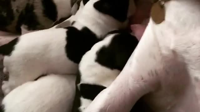 Blue Great Dane Dog Funny Videos 146 - The Great Dane Puppies Video - Great Dane Compilation