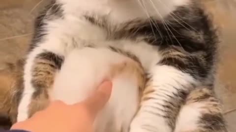 Cat Feel anoyying