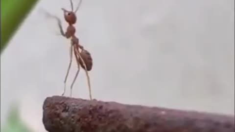 Sad Ant