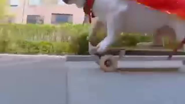 Skatedog 1