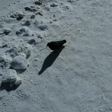 A lone dove walks in winter.