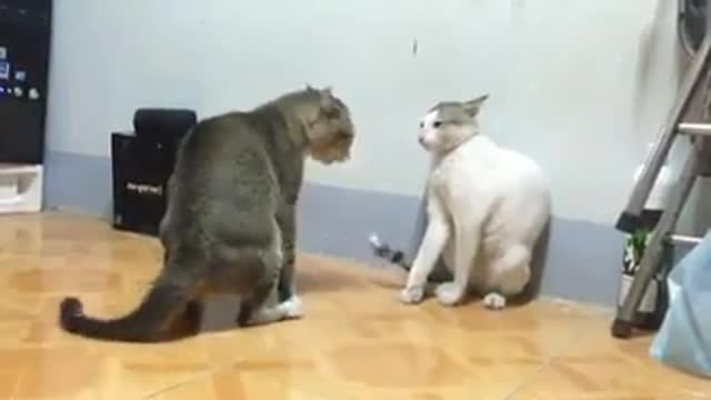 Fighting__ cats