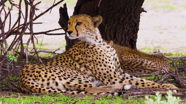bird closeup，Leopard and lion resting