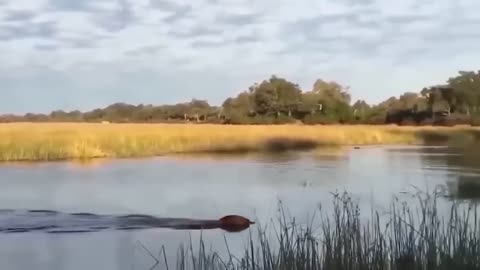 Incredible! The Wildebeest's Dangerous Migration Journey Through Crocodile Swamp |