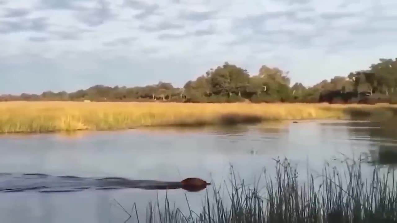 Incredible! The Wildebeest's Dangerous Migration Journey Through Crocodile Swamp |