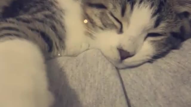 Funny cat .. Sleeping Cat