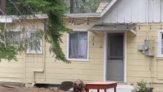 Bear Burrows Underneath House