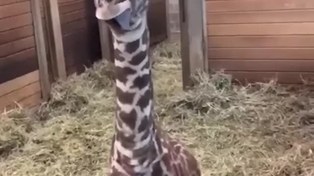 Giraffe showing tongue.