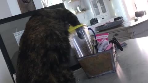 Dark grey black cat puts hand into yellow cap bottle in basket and gets treat out