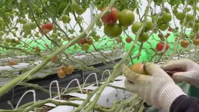 Harvest tomatoes so beautiful and professional.