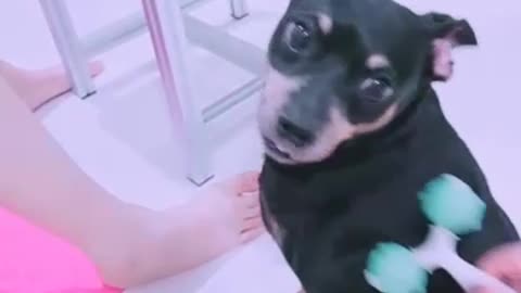 Puppy enjoying massage