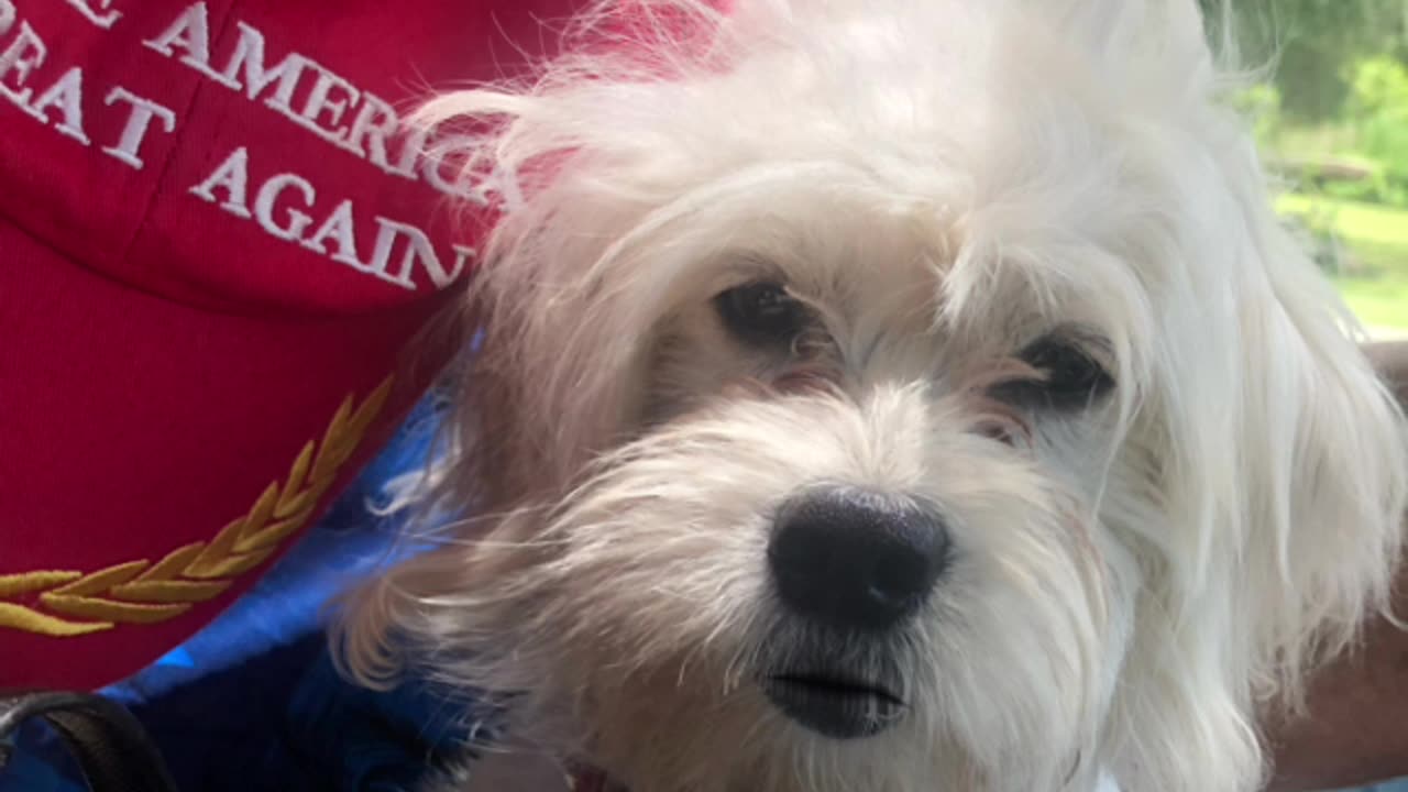 Patriot Loulou news MAGA ποΈ tampon Tim has gas, P Diddy and oil etc.π³πΊπΈ