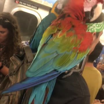Guy green bandana with two parrots on his shoulders subway