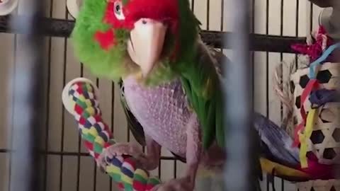 Rescue Parrot Hated EVERYONE Until He Met Her - The Dodop1