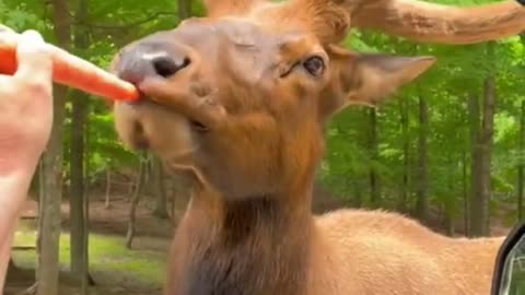 Funny animals video -CAR-REINDEER- funny videos