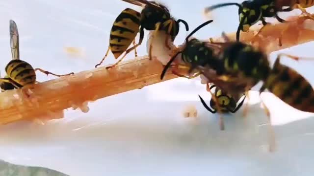 Amazing bees eat Greek souvlaki