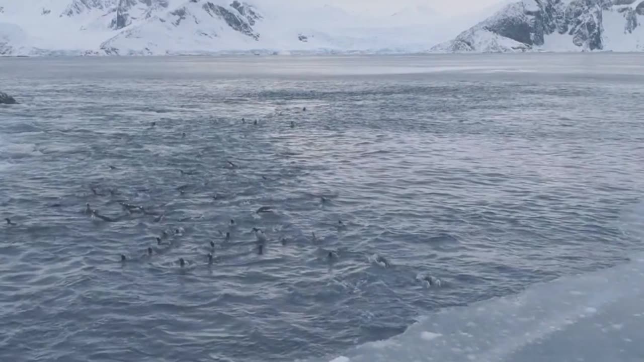 Can penguins fly?